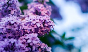 Посадила сирень «для красоты» — и лишилась урожая: как один куст может убить весь огород