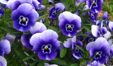 Когда детка фиалки готова к «отъезду»: цветоводы назвали идеальный размер для пересадки — и что будет, если ошибиться