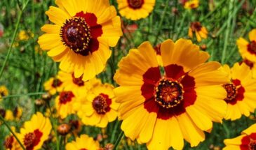 Заменила бархатцы — и клещ исчез за неделю: 5 цветов, которые отпугивают вредителей лучше «огоньков»