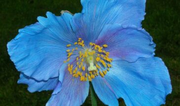 Сеем в январе — цветём уже летом: 10 цветов, которые нужно посадить на рассаду прямо сейчас