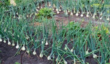 Зачем луку чай? Секрет дружных всходов: 1 ложка заварки — и семена «чернушки» прорастают за 7 дней