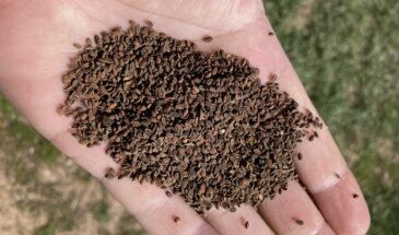 Почему я перебираю семена именно в январе — и никогда не жалею об этом