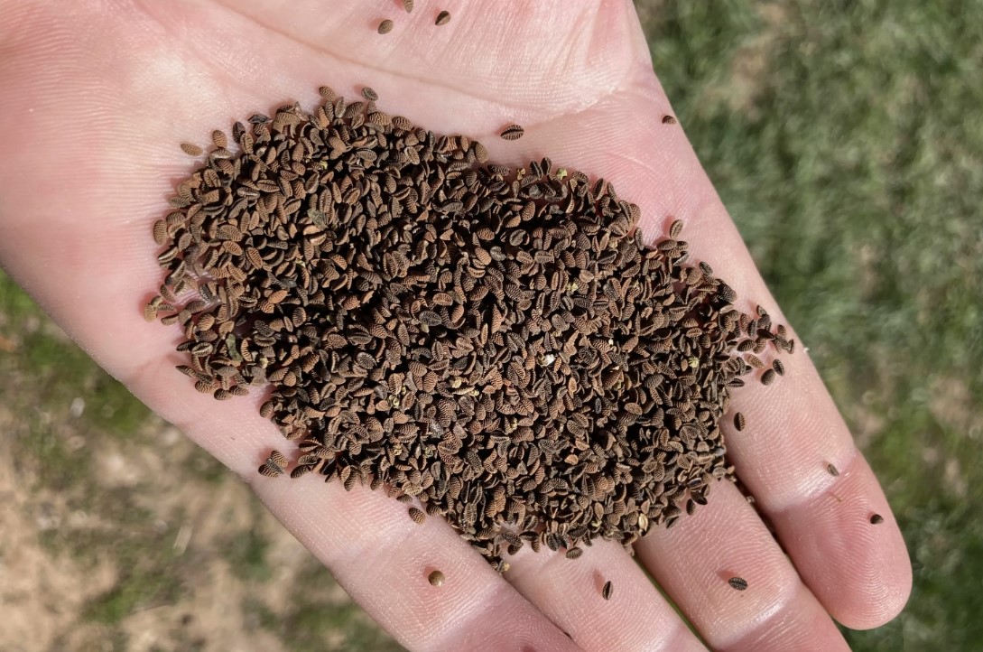 Почему я перебираю семена именно в январе — и никогда не жалею об этом