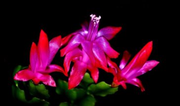 Комнатные цветы пересаживаем только в эти дни: Лунный календарь 2026 — когда делать это обязательно, а когда — ни в коем случае