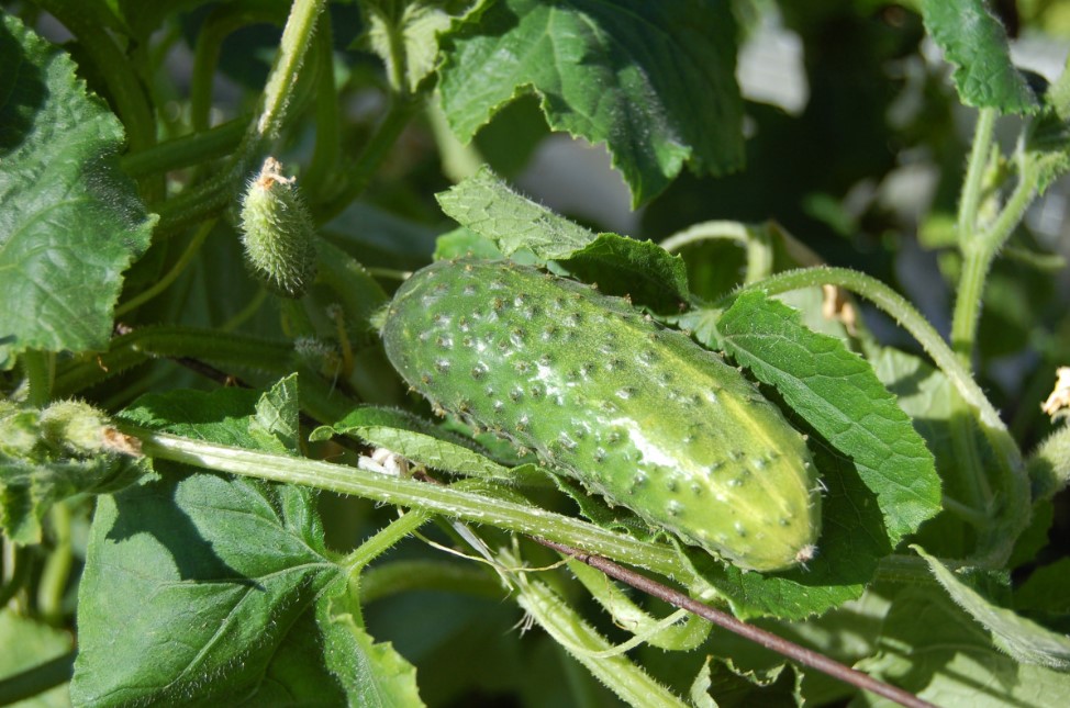 Почему огурцы горчат — и почему это не всегда плохо: как избежать горечи, но не потерять пользу