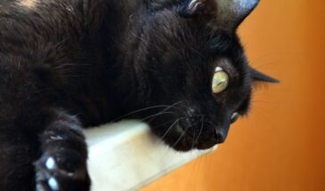 Кошка вылизывается по три часа в день. Ветеринар объяснил, что она на самом деле делает