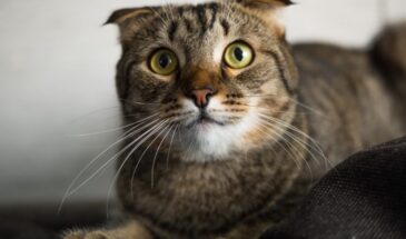 Ваша кошка замерла и смотрит в пустоту? Она уже знает: что означают тревожные знаки питомца