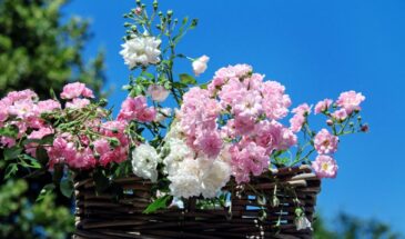 Топ-5 неприхотливых и морозоустойчивых роз для российских садов: цвести будут даже в сильные морозы — и без хлопот