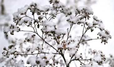 6 главных проблем зимнего сада и как с ними справиться — советы для садоводов в январе