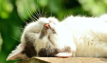 Как подстричь когти коту без царапин и истерик: 3 простых правила, которые работают с первого раза