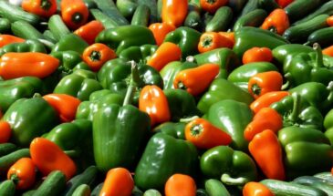 Не всякий «толстостенный» перец годится для фаршировки: как выбрать гибрид, который не развалится в кастрюле