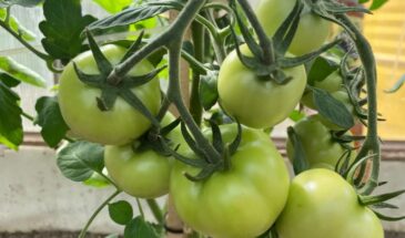 Налейте 1 стакан под томаты — и даже слабые кусты зацветут. Пять простых подкормок — и урожай пойдёт вёдрами