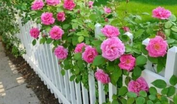 Самый лёгкий способ укоренить розу из букета: 2 проверенных метода — и через 3 недели уже будут корешки