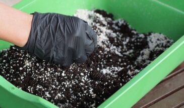 Авторский грунт для рассады томатов — как приготовить живую, лёгкую и питательную почву без чёрной ножки и фиолетовых листьев