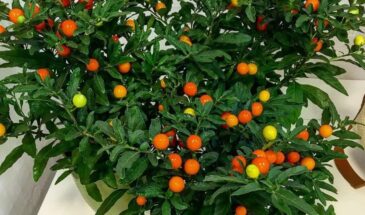 Смертоносный паслен — как растение одновременно лечит и убивает, и почему его боялись ведьмы