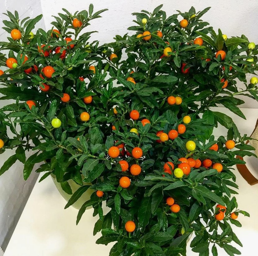 Смертоносный паслен — как растение одновременно лечит и убивает, и почему его боялись ведьмы