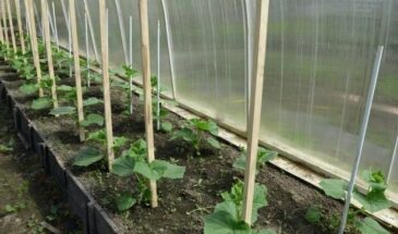 Огурцы — рекордсмены урожайности: что положить в лунку и чем подкормить в цветение, чтобы с одного куста собрать целое ведро