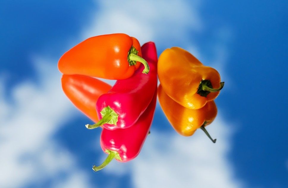 Как отличить «девочек» от «мальчиков» у перца — не миф, а практичный огородный лайфхак для сладких салатов и крепких семян