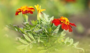 Зачем дачники сажают бархатцы рядом с клубникой: секрет, который избавит от вредителей без химии