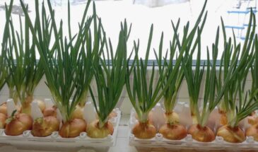 Каждую неделю свежий зелёный лук — и никаких луж на подоконнике: как я выращиваю урожай в яичных лотках круглый год