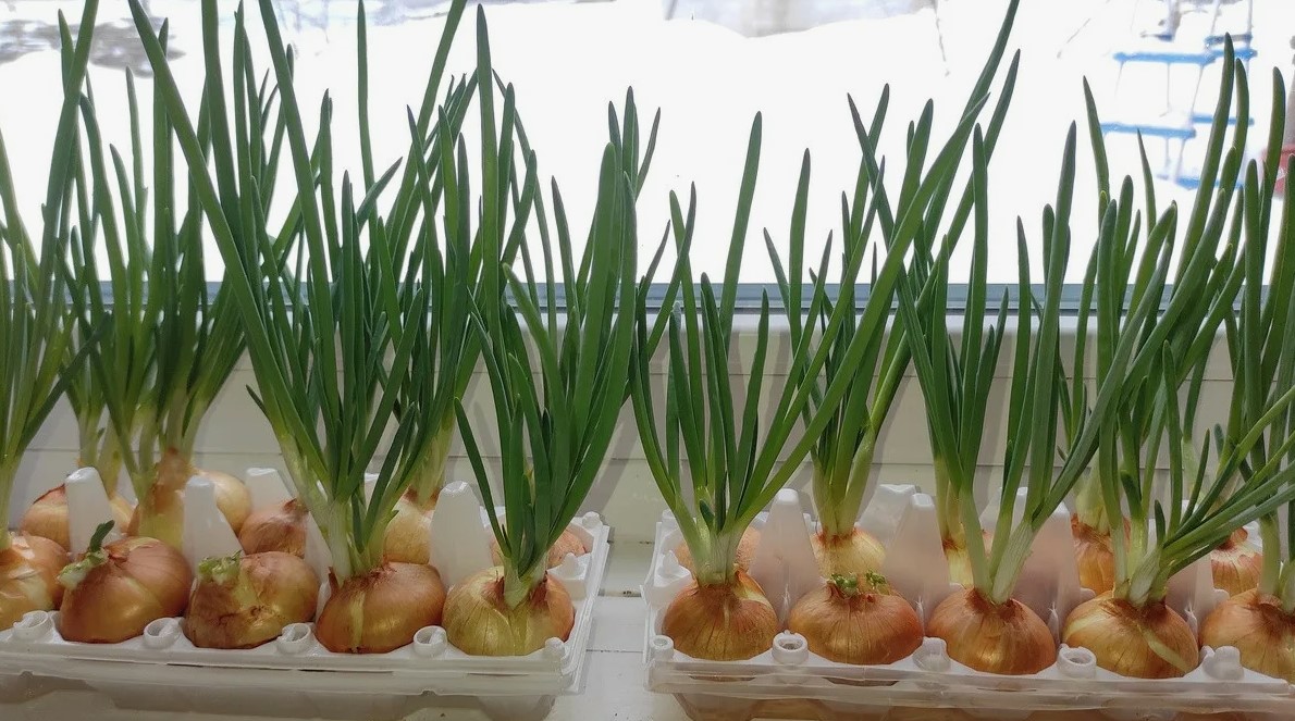 Каждую неделю свежий зелёный лук — и никаких луж на подоконнике: как я выращиваю урожай в яичных лотках круглый год