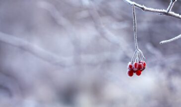 Федосеевы морозы обрушатся 24 января: что нельзя делать в этот день — и к чему готовиться