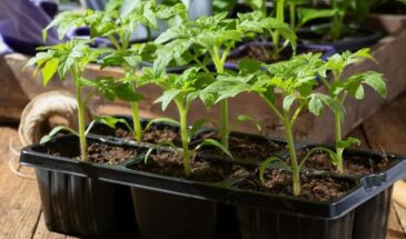 Январская рассада без вытягивания — как сделать её крепкой и приземистой даже в самый короткий световой день