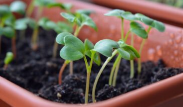 Январь — не время отдыха для цветов: как одно простое действие по лунному календарю пробуждает растения даже в самый холодный месяц