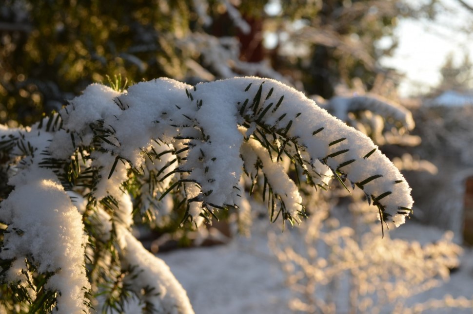 Сочиво или кутья: почему на Рождественский стол ставят не то, что вы думаете — и как приготовить оба блюда правильно