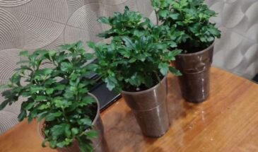 Хризантемы можно размножать зимой дома — и не один десяток. Простой способ без теплицы и сложных приспособлений