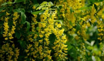 Не забор, а цветущая стена: 5 лиан, которые за сезон превратят ваш сад в оазис