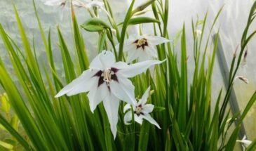 Ацидантера в саду: пахнет ванилью, цветёт как гладиолус — а стоит ли возиться?