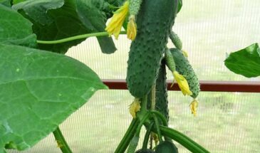 Лучшие пучковые огурцы для дачи: 4 сорта, которые дают урожай гроздьями и не болеют под дождём