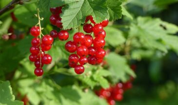 Напитки из калины: как приготовить чай, согревающее питье и морс с апельсином и имбирём — просто и с пользой для иммунитета