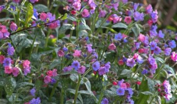 5 неприхотливых растений для приствольных кругов — цветут под деревьями, не требуют полива и укрывают корни от жары