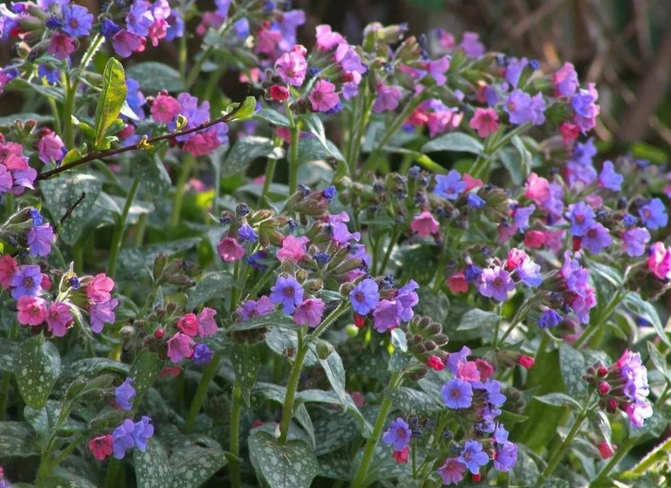 5 неприхотливых растений для приствольных кругов — цветут под деревьями, не требуют полива и укрывают корни от жары