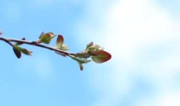 Весна ворвётся без предупреждения: три главных последствия для сада, кошелька и здоровья — что изменится уже в феврале