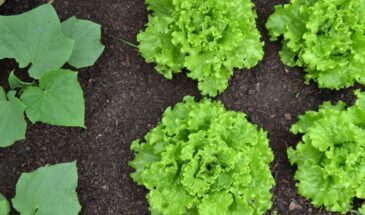 Как защитить грядки от слизней без химии: 5 проверенных способов, которые действительно работают