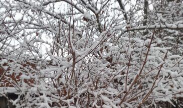 Нужно ли стряхивать снег с веток зимой? Что говорят опытные садоводы — и когда без этого не обойтись