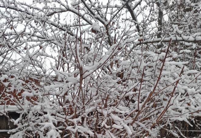 Нужно ли стряхивать снег с веток зимой? Что говорят опытные садоводы — и когда без этого не обойтись