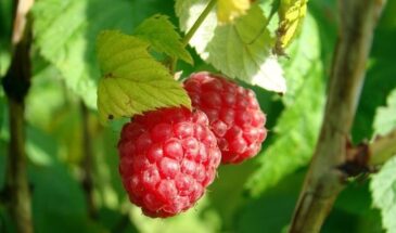 Собрал в 3 раза больше малины за 1 сезон: 5 простых изменений, которые превратили чахлый куст в ягодную фабрику