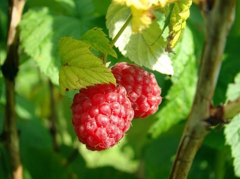 Собрал в 3 раза больше малины за 1 сезон: 5 простых изменений, которые превратили чахлый куст в ягодную фабрику