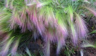 Ячмень гривастый: пушистый одногодок для сада — как вырастить и не дать ему завоевать клумбу