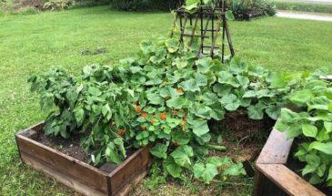 Не выбрасывайте банановую кожуру — садоводы кладут её в землю и получают богатый урожай без химии!