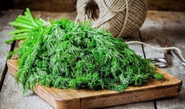 Как укроп помогает при давлении, желудке и кашле: простой настой, который пили ещё наши бабушки