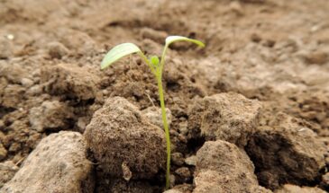 Огород подаёт сигнал бедствия: 5 признаков, что земля больше не кормит — и что делать, пока не поздно