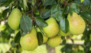 Самые урожайные сорта груш — собирайте до 300 кг с одного дерева без хлопот