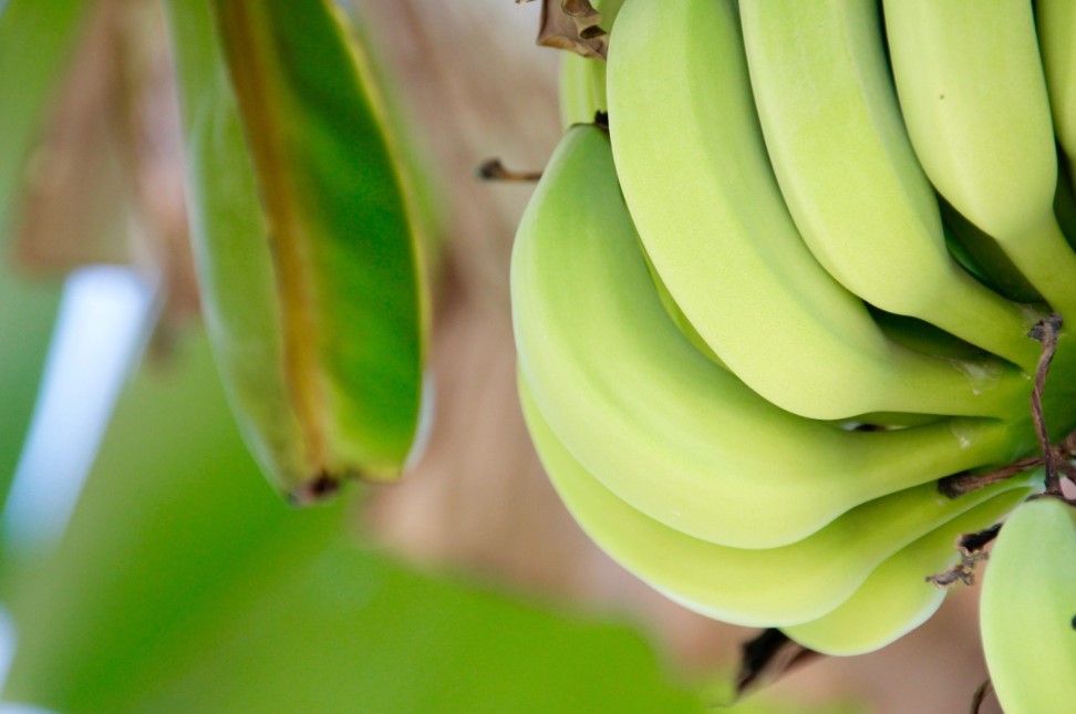 Зачем обматывают хвостики бананов скотчем — простой секрет, о котором знают только опытные хозяйки