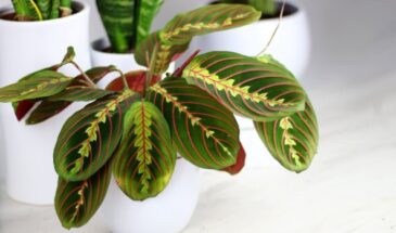 Лимонная кислота для комнатных цветов: пышное цветение и чистые горшки без белого налёта