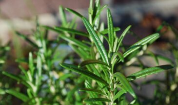 Розмарин на кухне: как использовать специю, чтобы блюда заиграли вкусом и ароматом